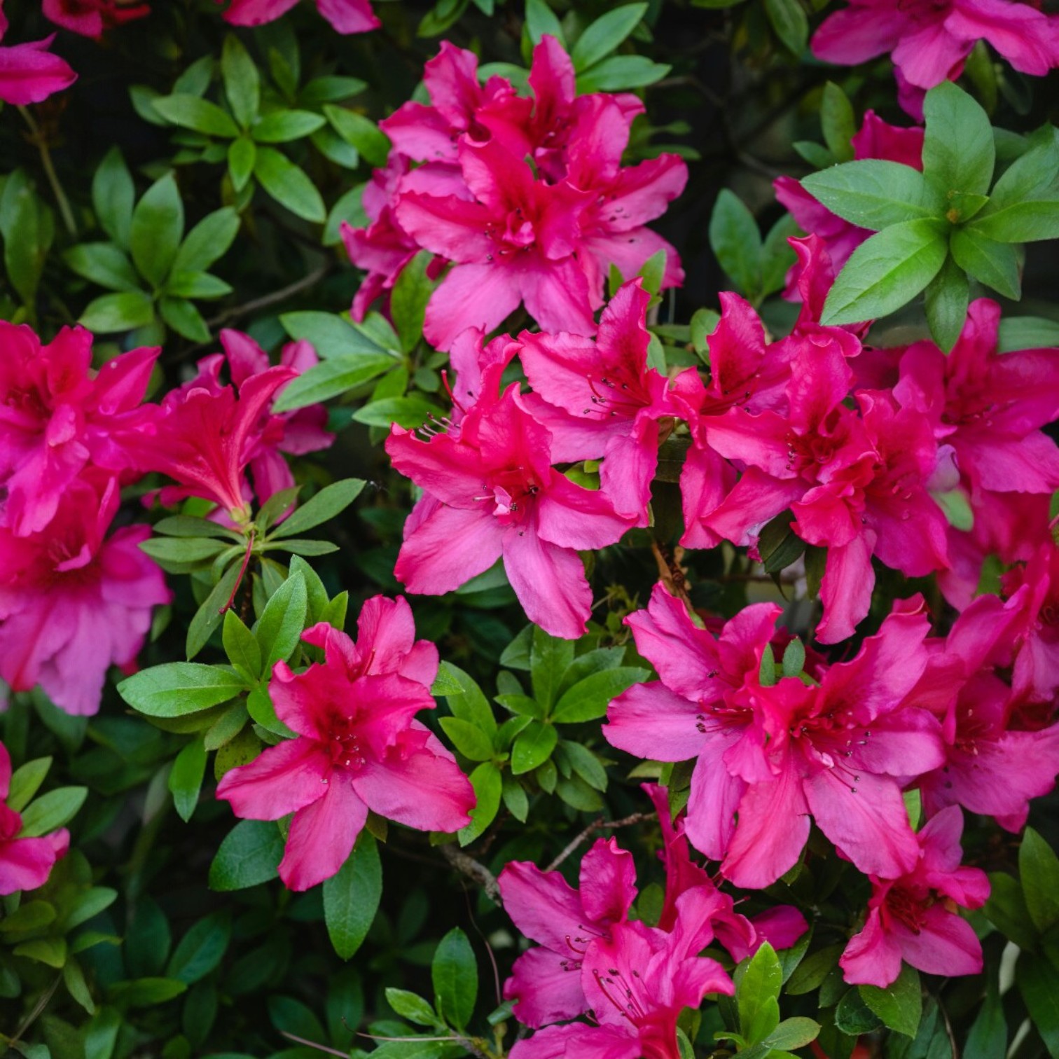 Exotic Azalea Flower (Rhododendron Sp) Live Plant for Home and Office Garden